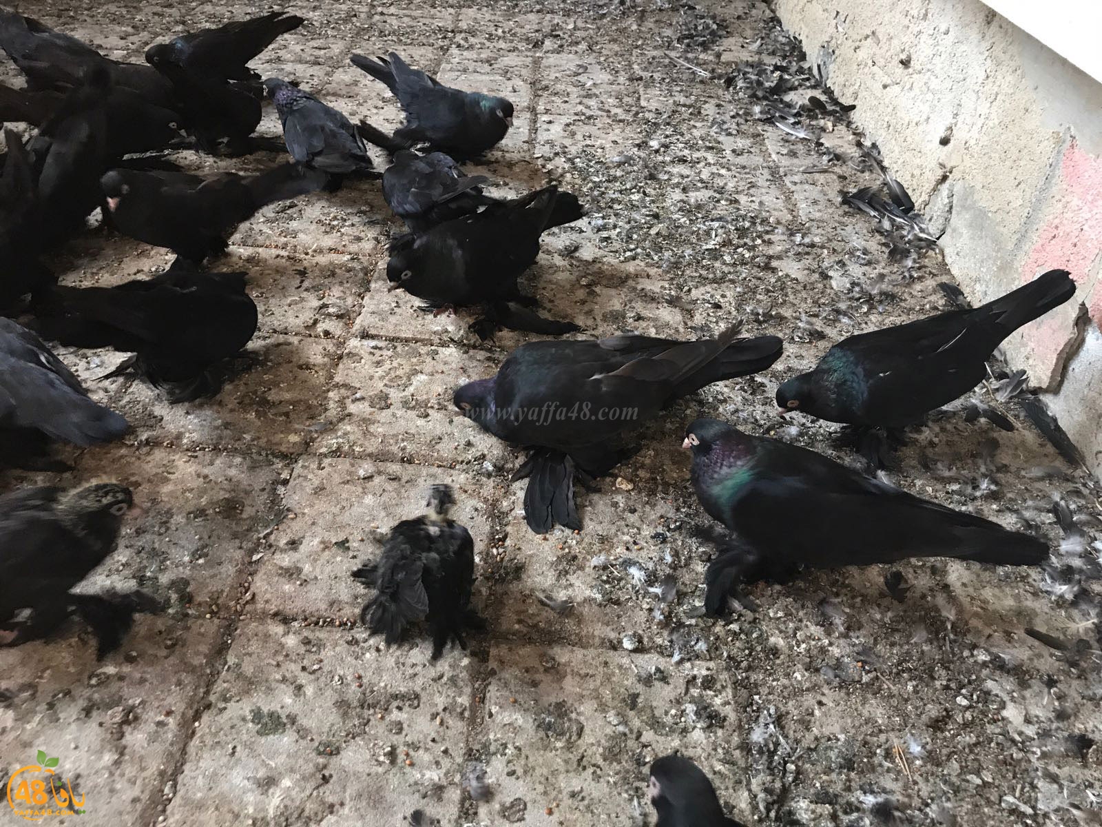 zohdi 3ashoor 7amam (5).jpg